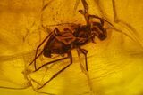 Two Fossil Wasp, Spider and Three Flies in Baltic Amber #163529-3